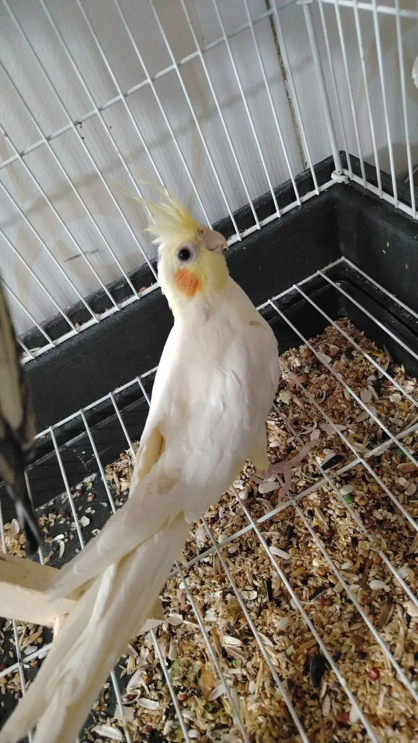 عروس هلندی سالم و سرحال|پرنده|سنقر, |دیوار