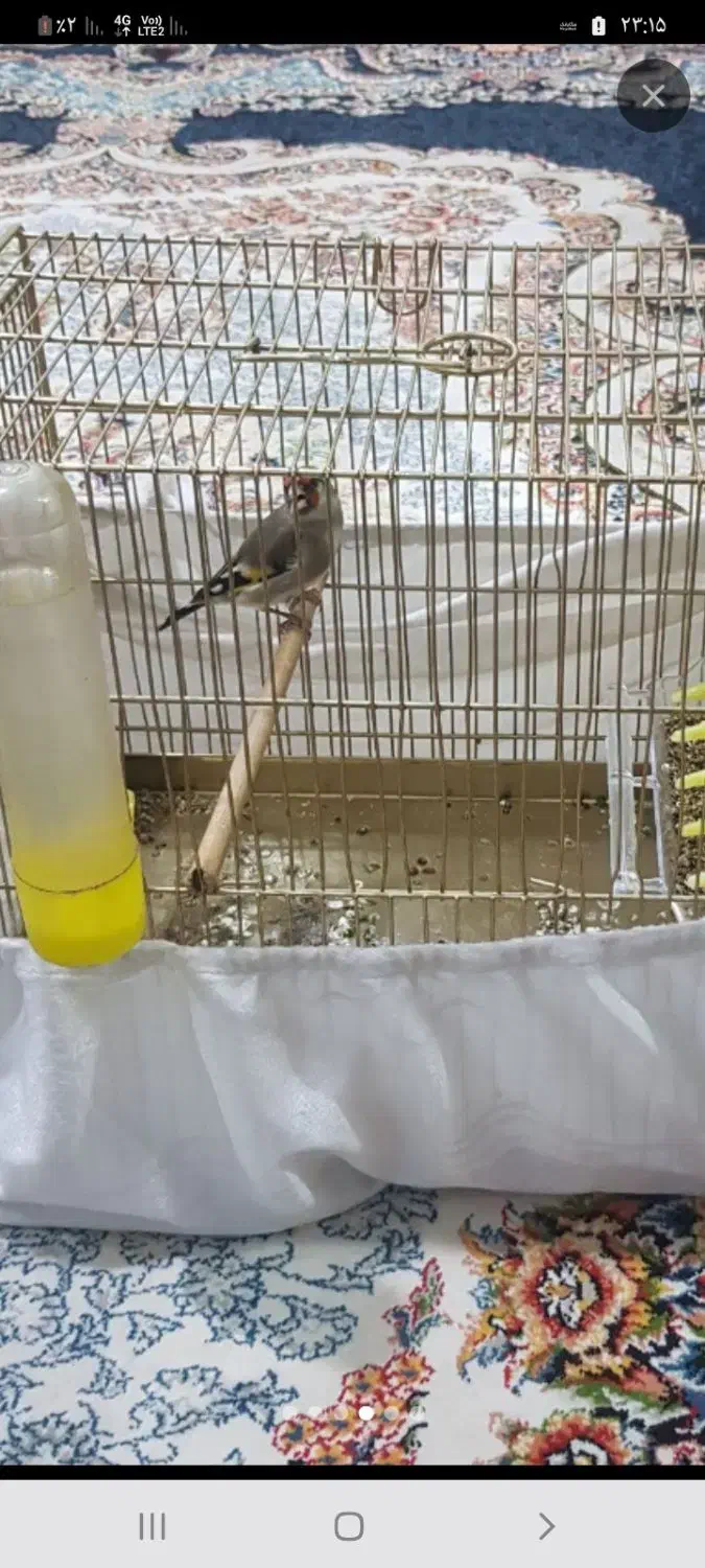 سره کرمونی|پرنده|محمدشهر, محمدشهر|دیوار