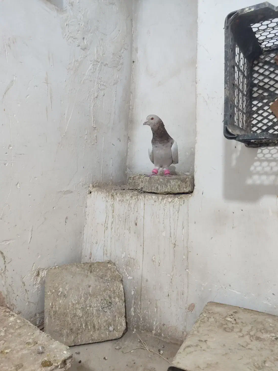 گمشده|پرنده|سبزوار, مدرس|دیوار