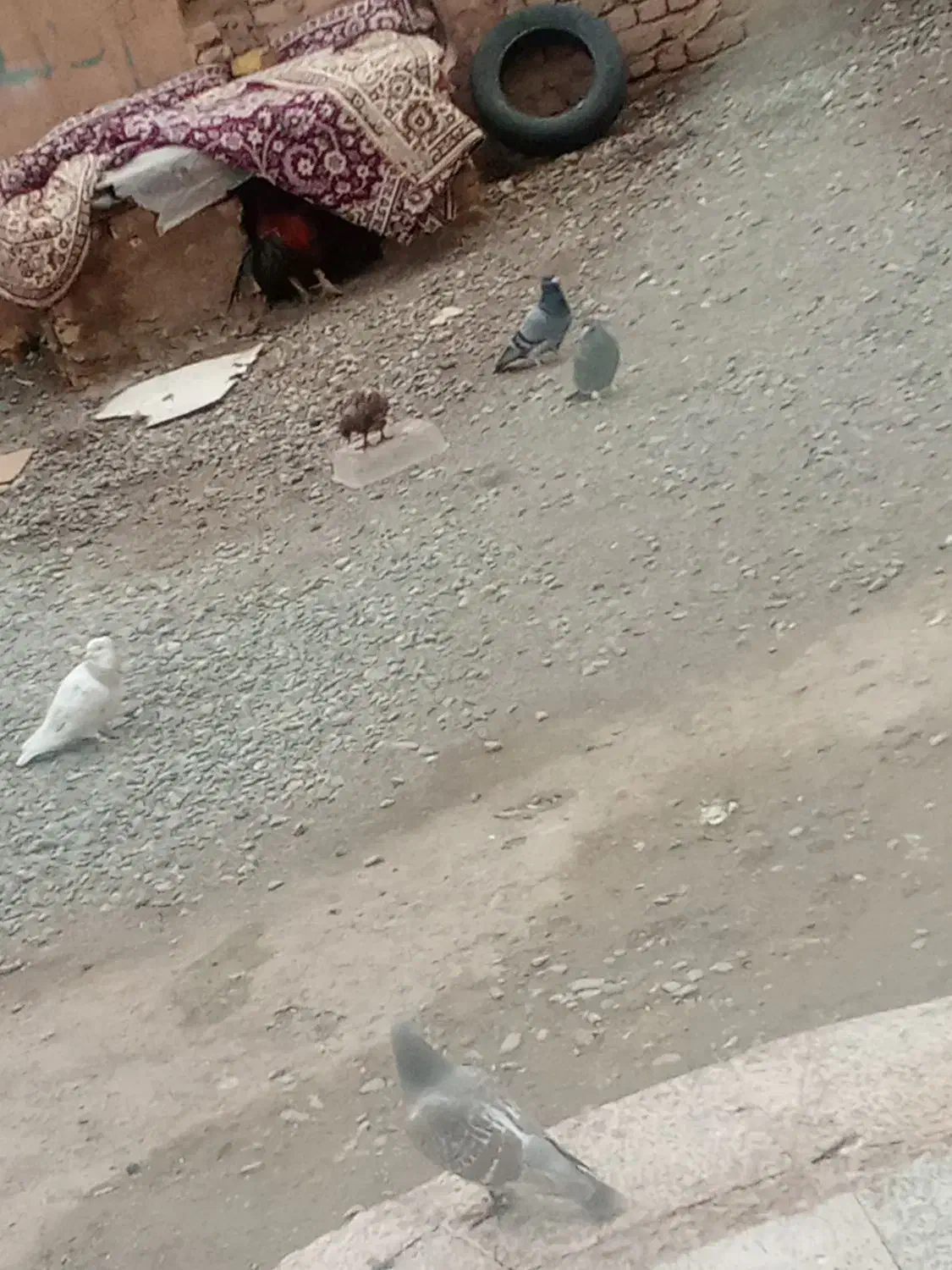 کبوتر قیمت 700تومن قیمت مناسب|پرنده|بشاریات, |دیوار