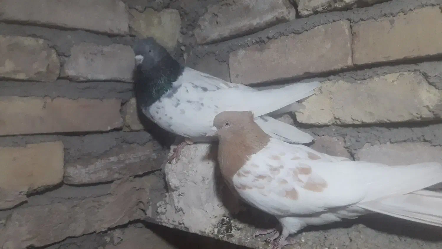 کفتر شامی ،سینه سیاه، ساده،|پرنده|جلیل آباد, |دیوار