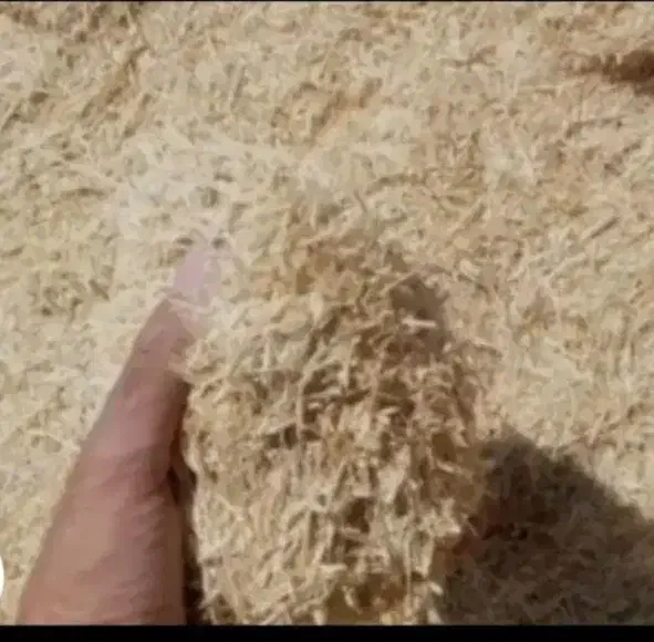 کاه دیم|حیوانات مزرعه|بزینه رود, |دیوار