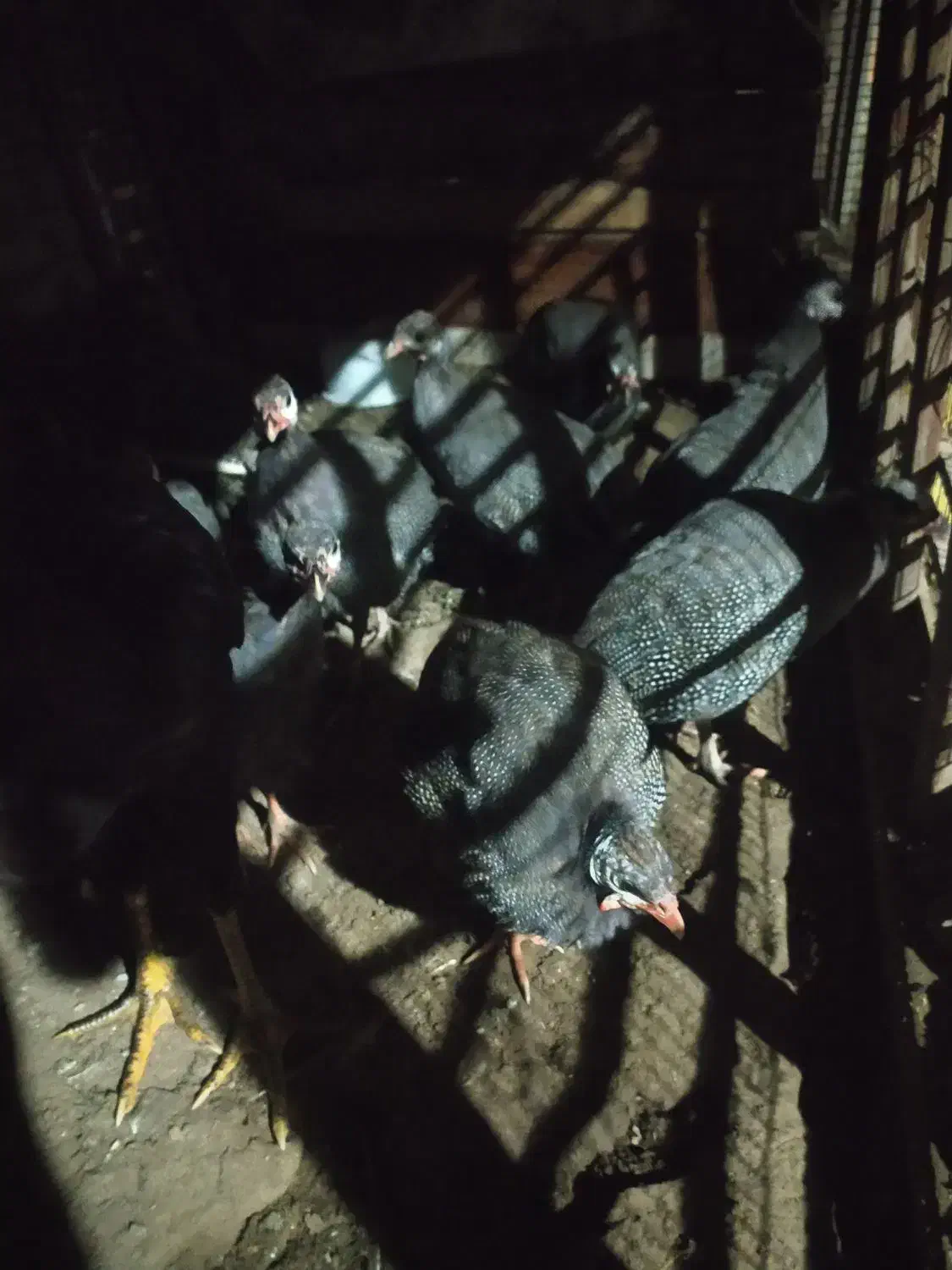 مرغ شاخدار|حیوانات مزرعه|بندر ترکمن, |دیوار