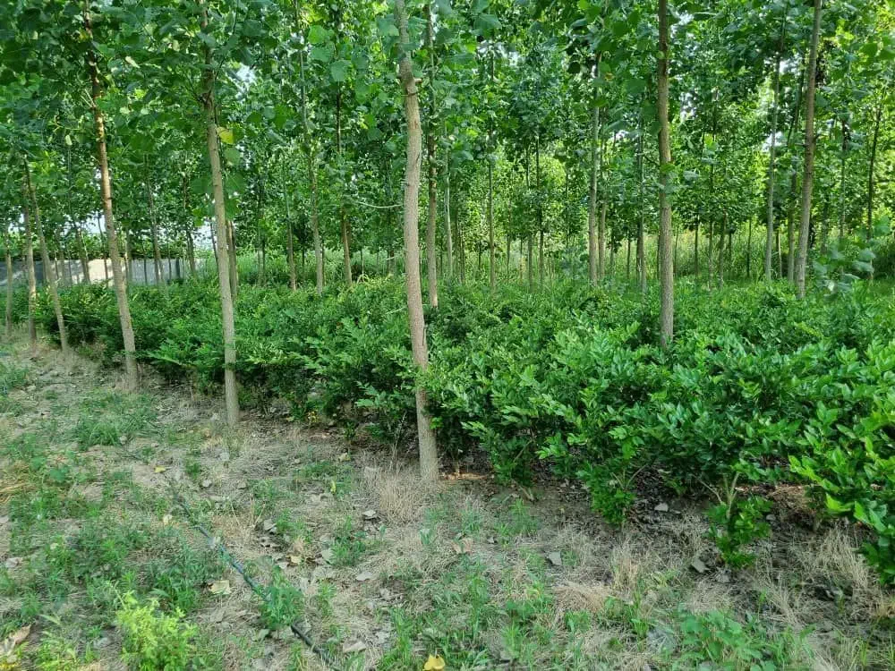 یاس هلندی|گل و گیاه طبیعی|رشت, کوی امام رضا|دیوار