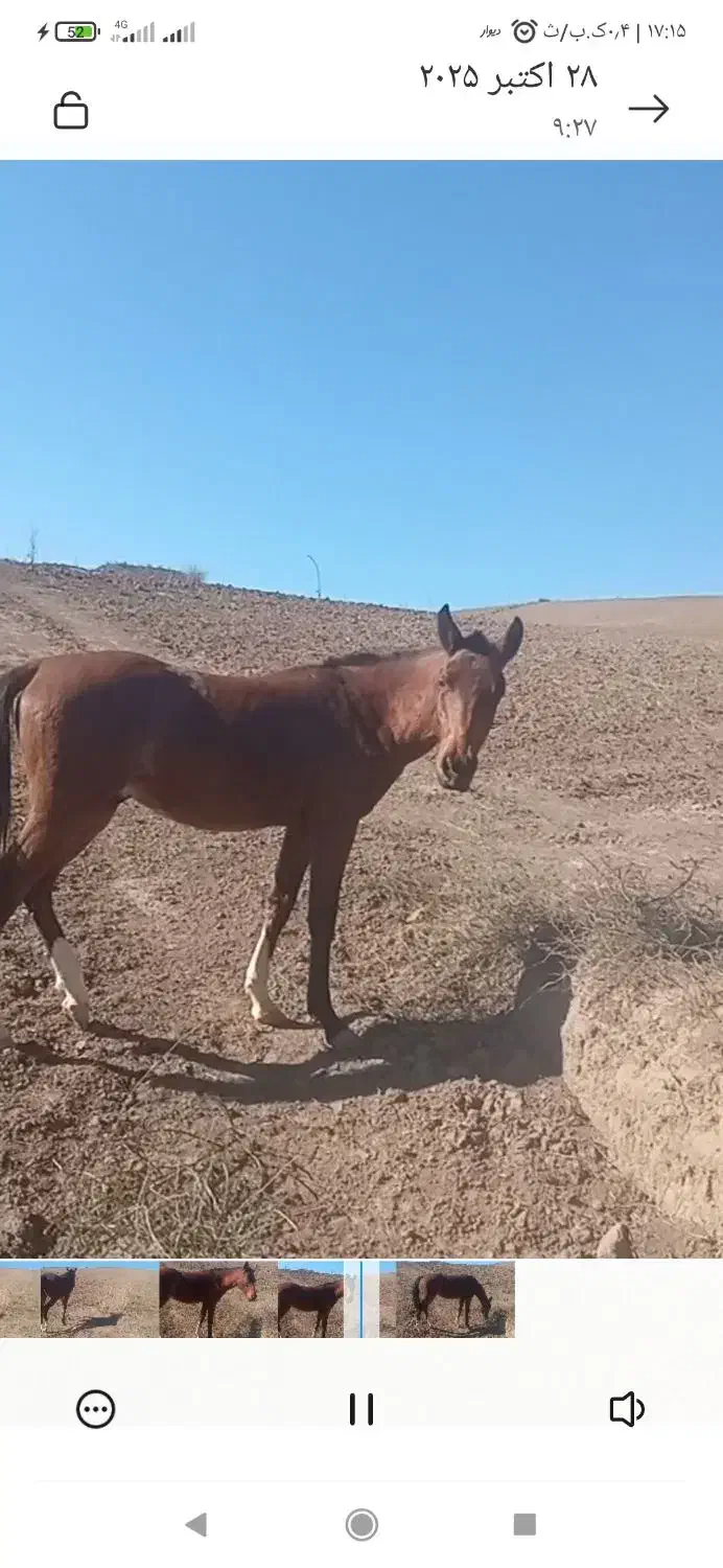 اسب ترکمن|اسب و تجهیزات اسبسواری|گلی داغ, |دیوار