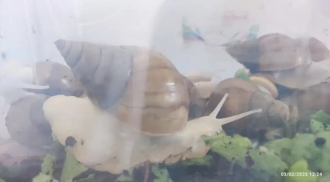 حلزون آچاتینا البینو|خزنده|همدان, |دیوار