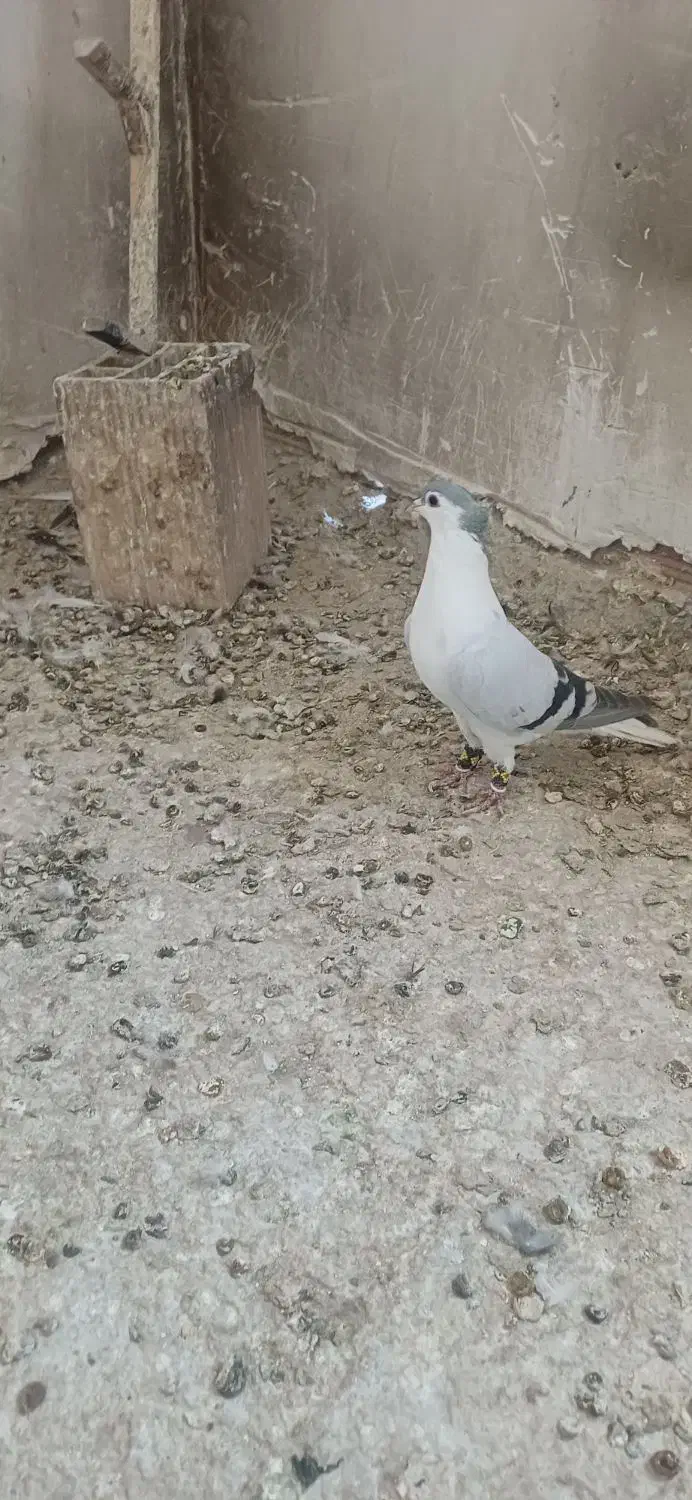 پرنده|پرنده|مشهد, حجت|دیوار