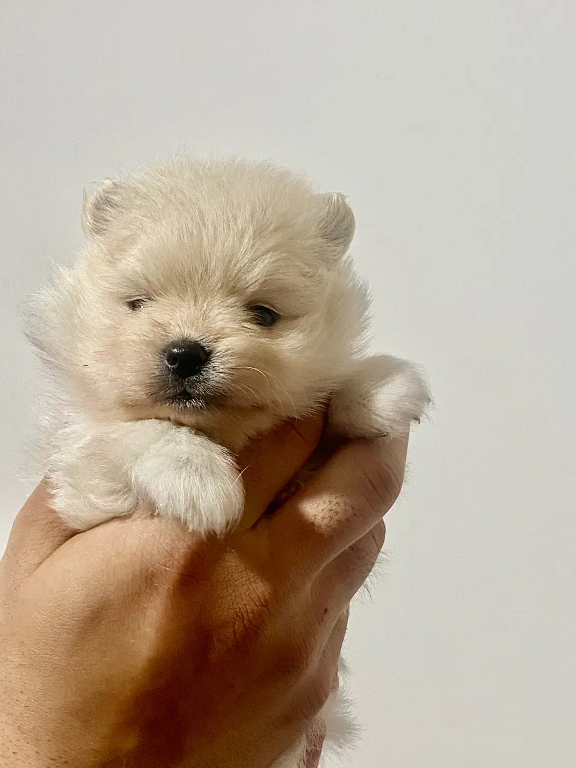 واگذاری پامرانین|سگ|بهشهر, |دیوار