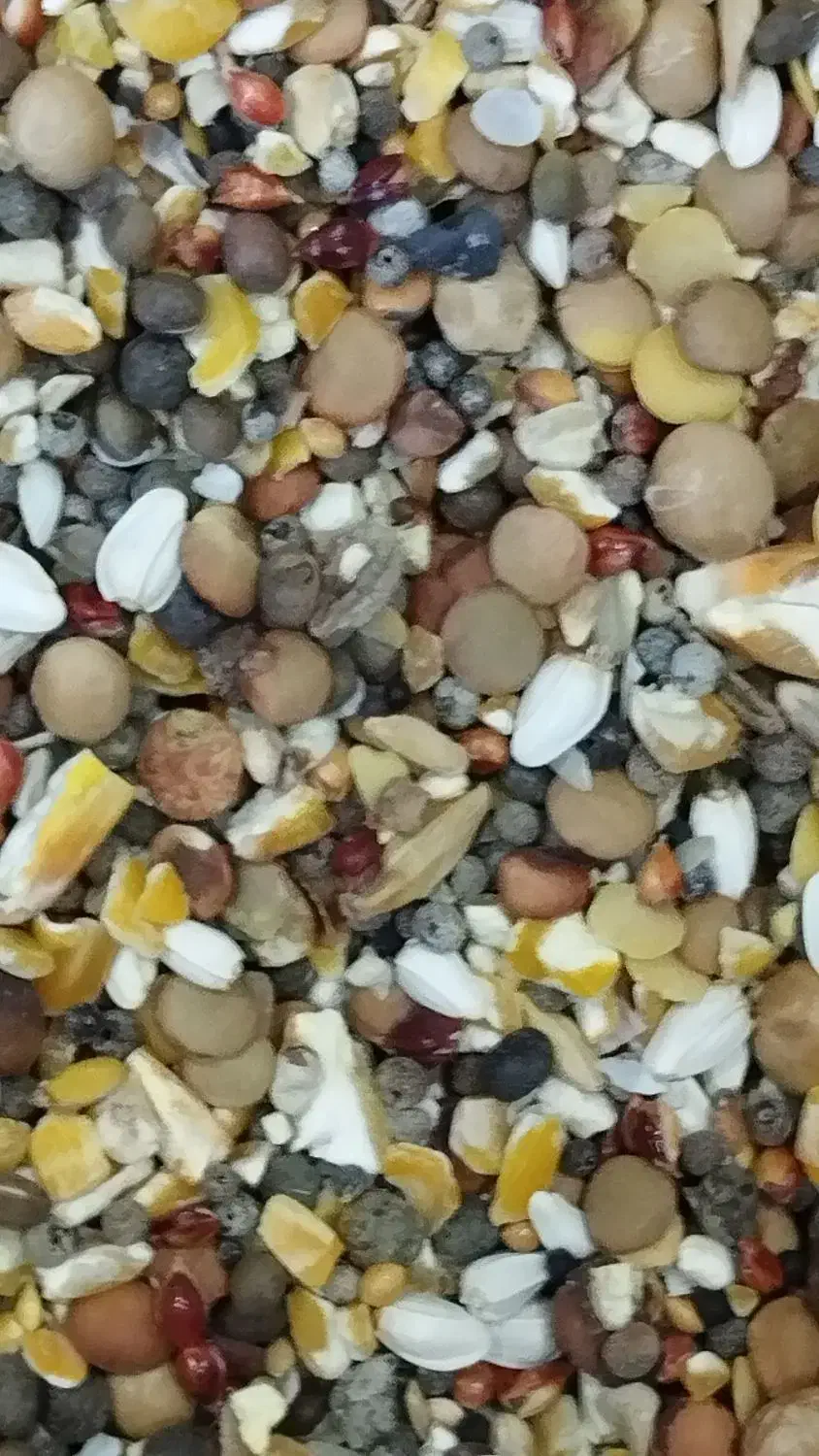 بورس خوراک پرندگان ( گل دانه)|لوازم جانبی حیوانات|قم, فرهنگیان و شهربانی|دیوار