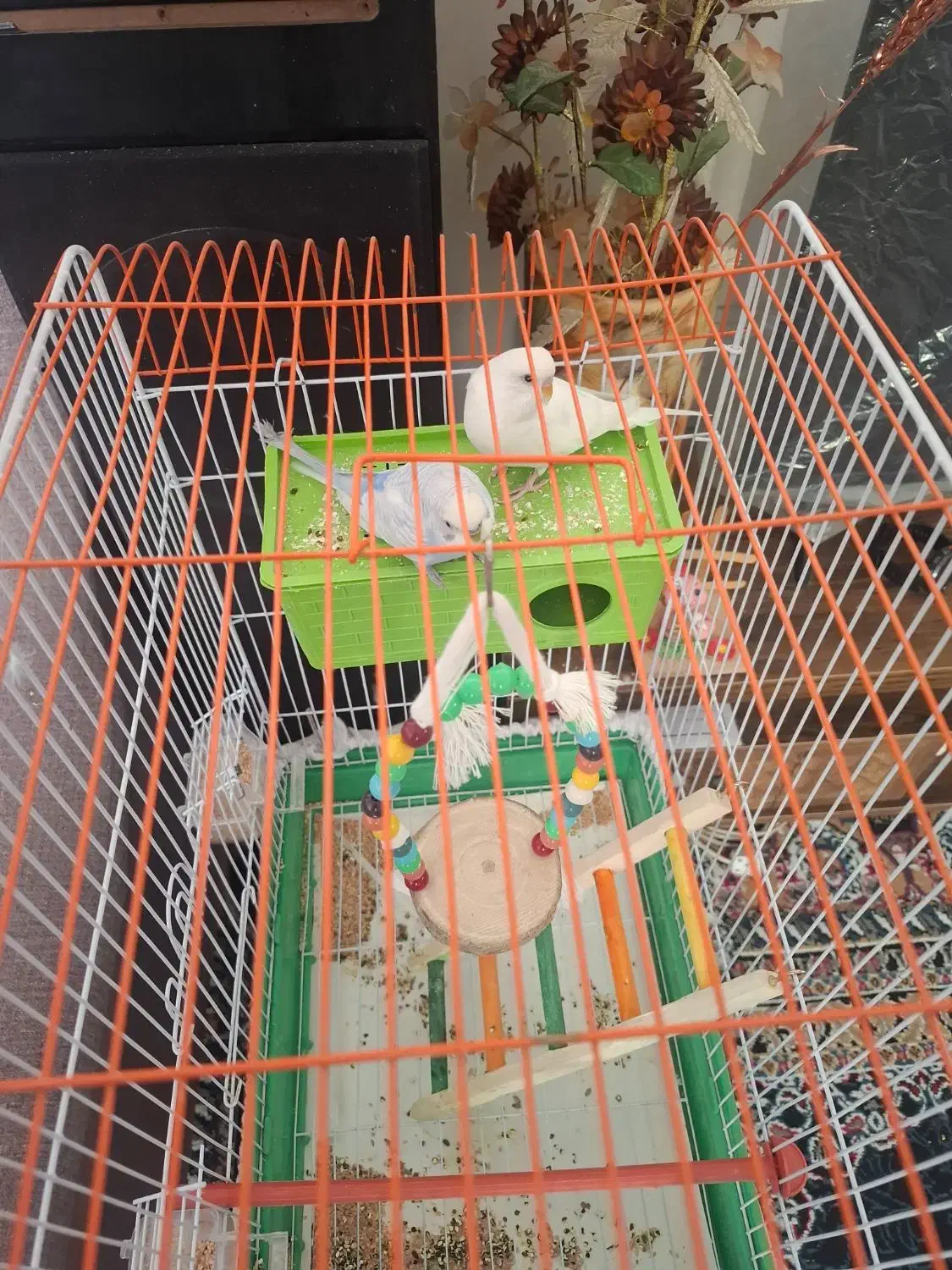 مرغ عشق|پرنده|شیراز, گل سرخ|دیوار