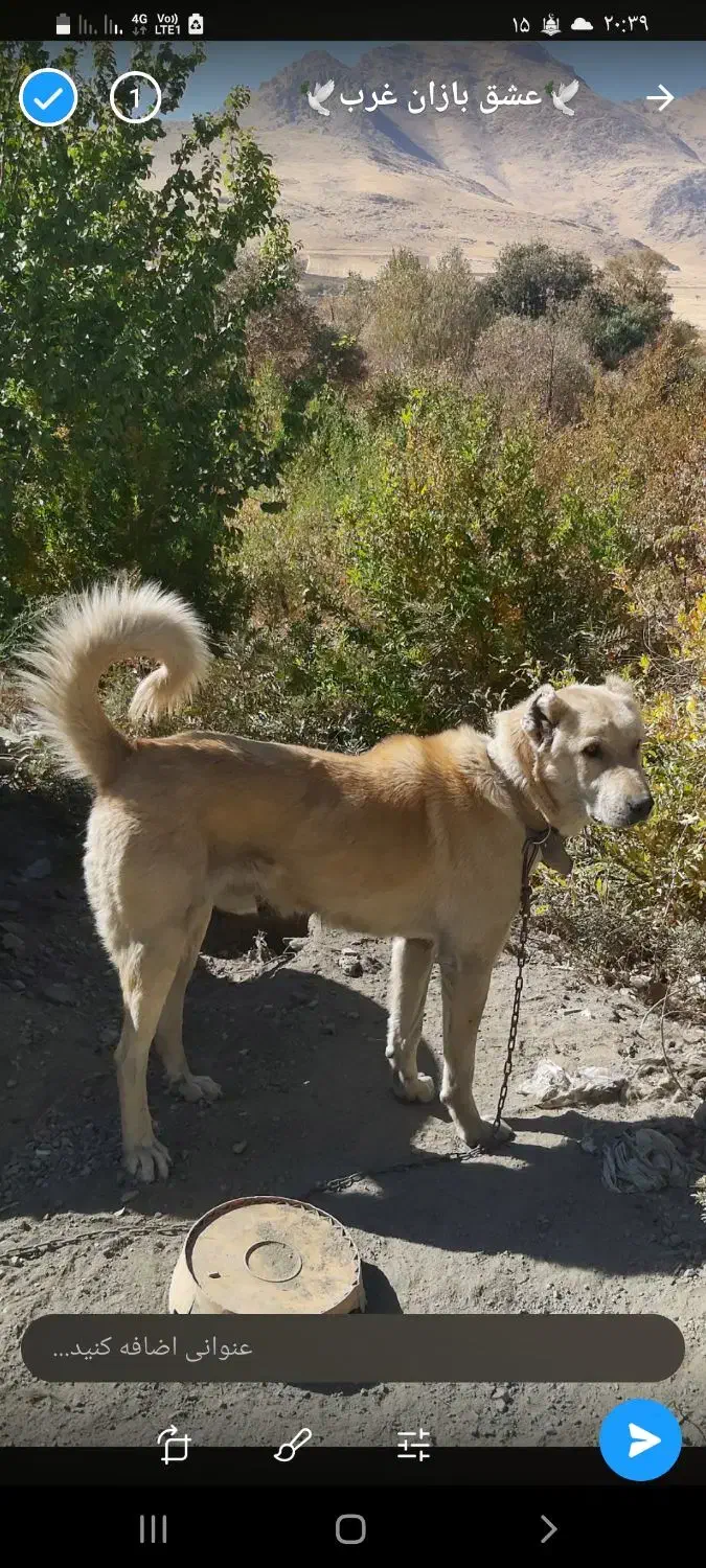 سگ سرابی اصیل اصیل زات دار|سگ|کامیاران, |دیوار