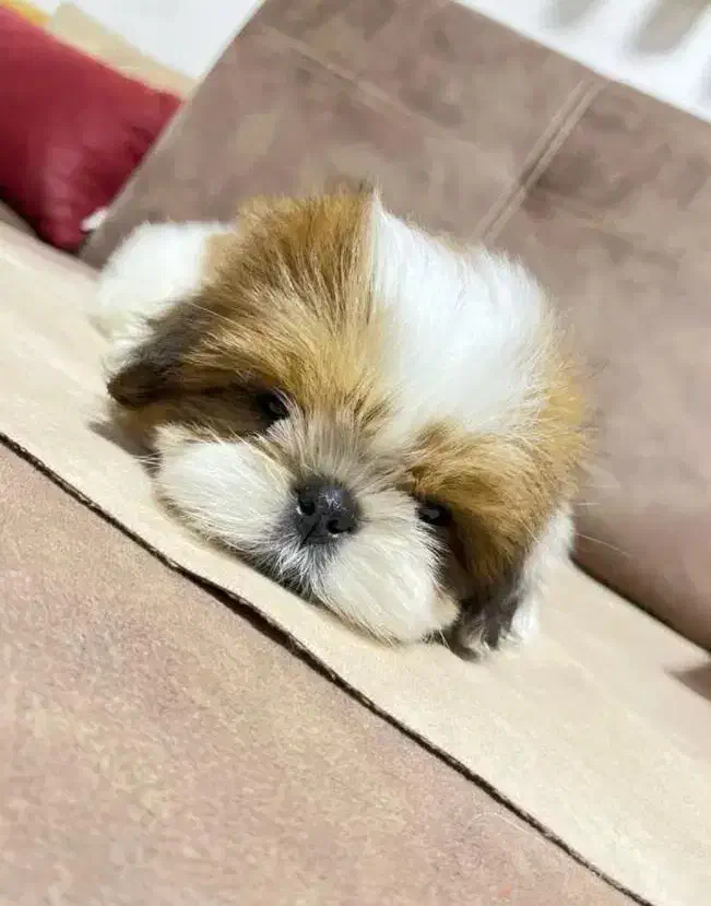 کادو یلدایی فسقلی های بازیگوش آپارتمانی عروسک|سگ|کرمانشاه, |دیوار