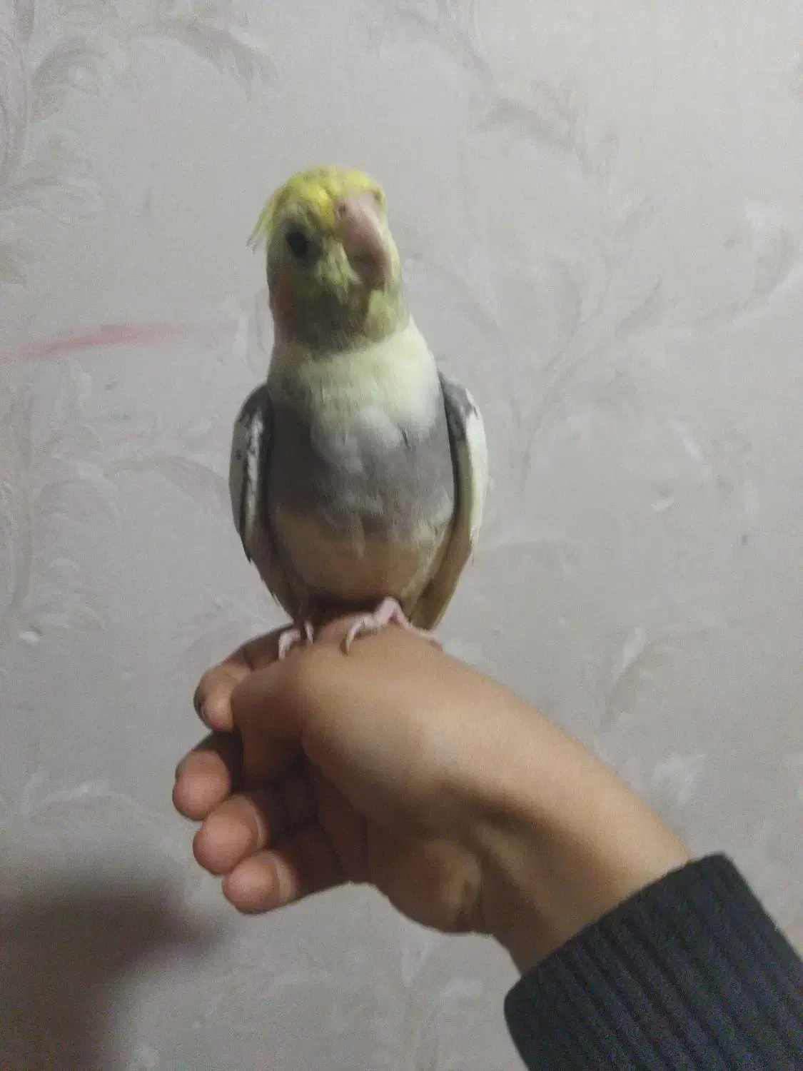 عروس هلندی و طوطی برزیلی دستی|پرنده|اهواز, مجاهد|دیوار