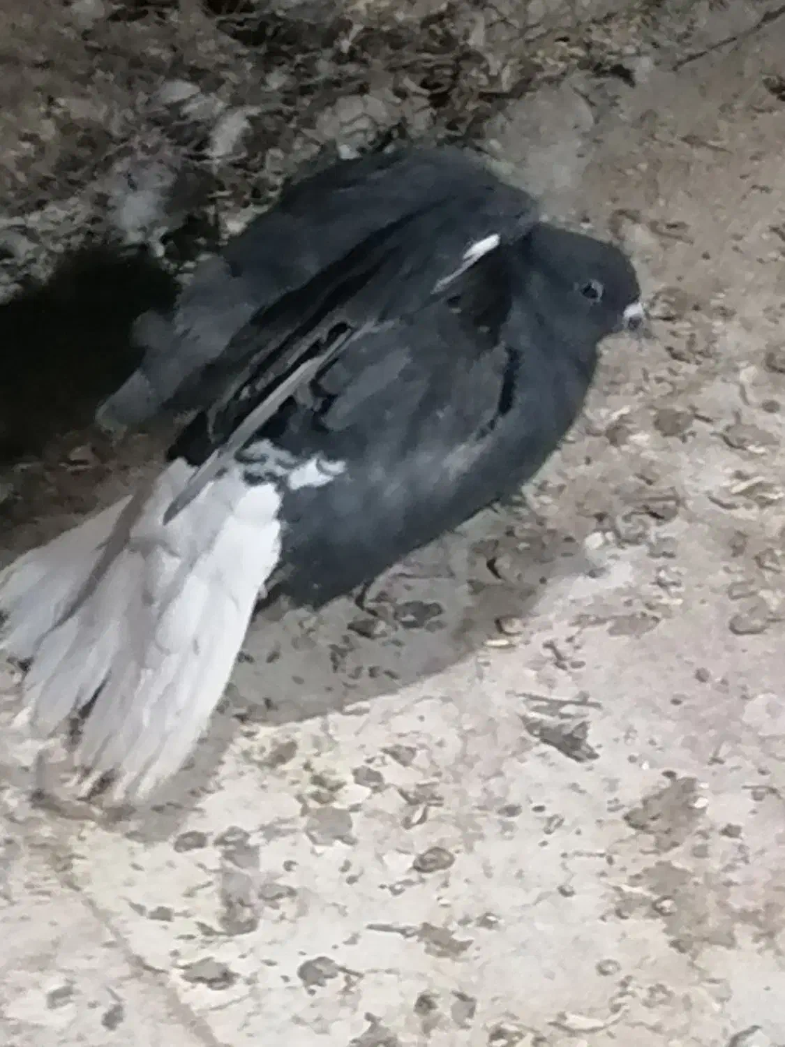 فروش|پرنده|زارچ, |دیوار