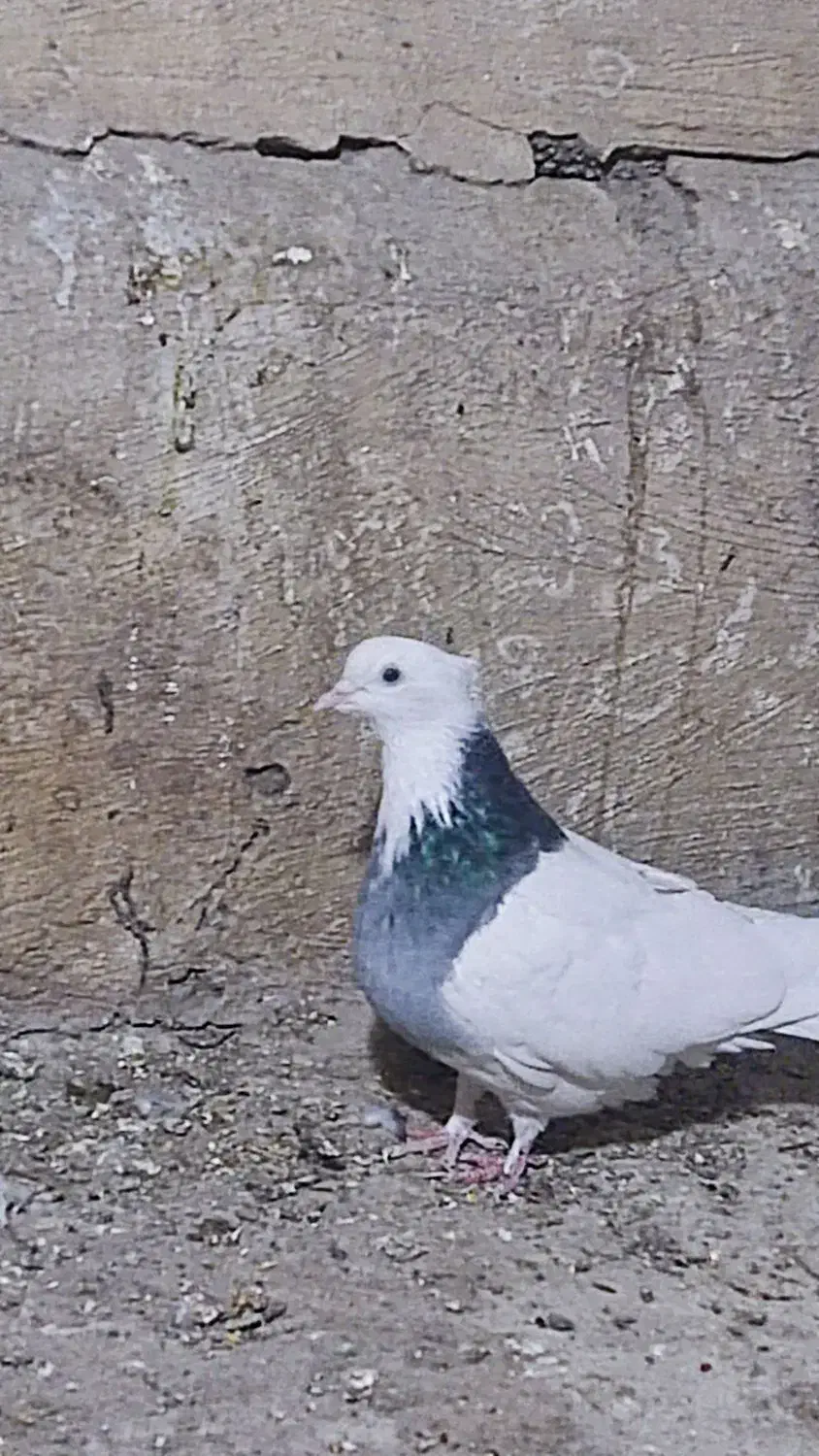 طوقی کبود|پرنده|قزوین, |دیوار