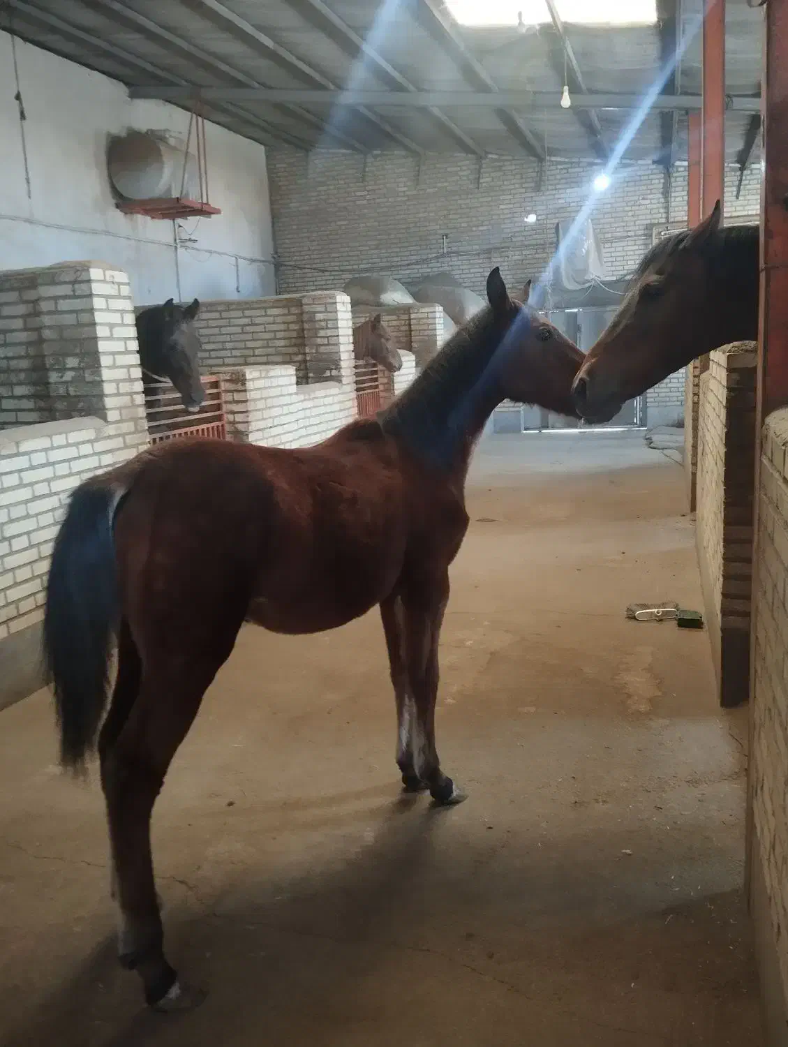 اسب کره نریان کرد|اسب و تجهیزات اسب‌سواری|خسروشاه, |دیوار