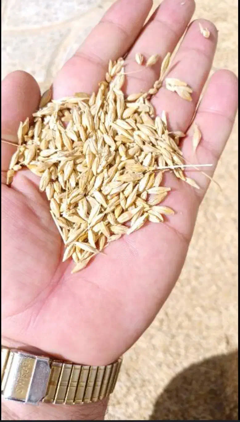 بذر جو صحرا|گل و گیاه طبیعی|جلین, |دیوار