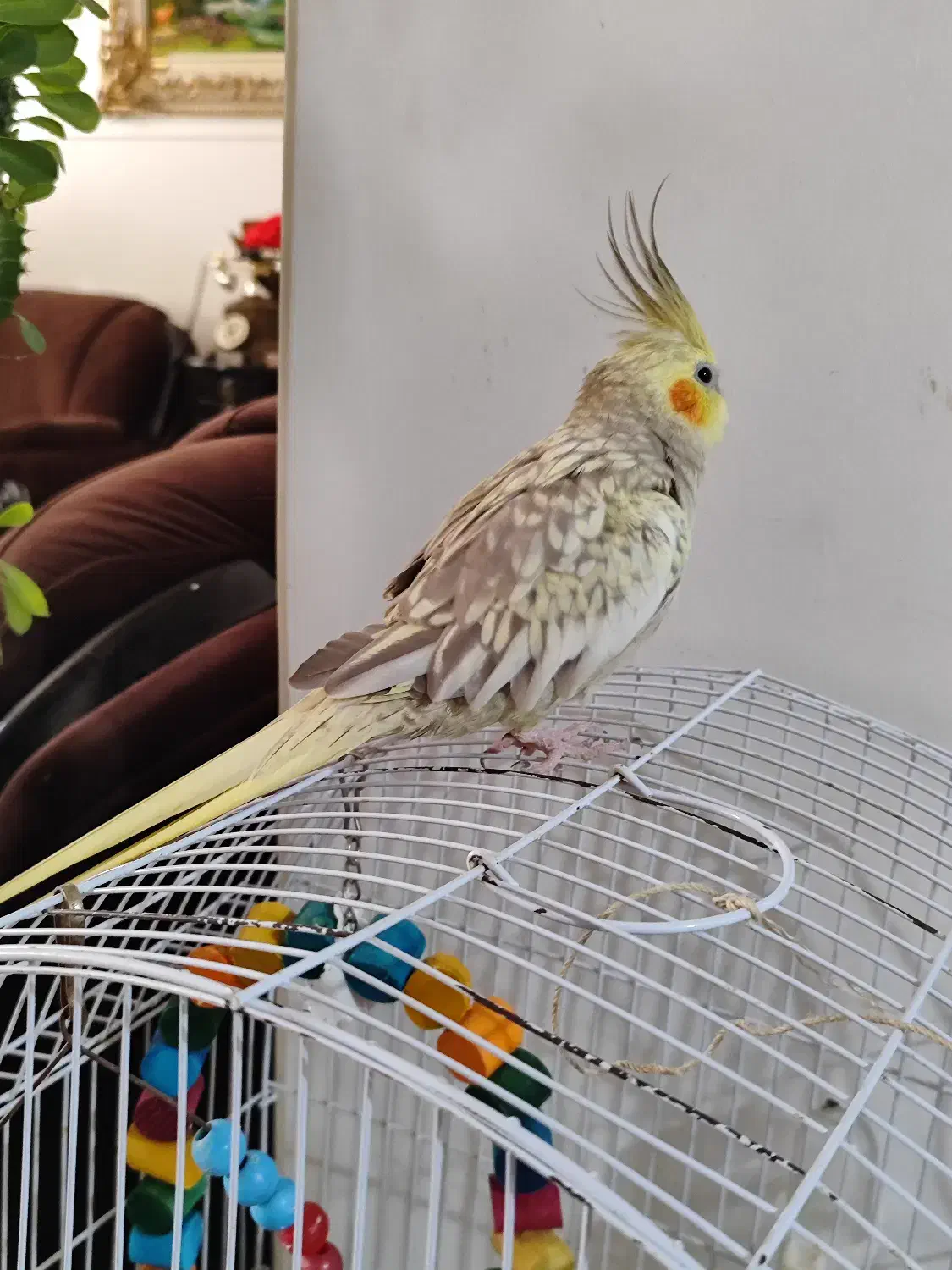 عروس هلندی|پرنده|تالش, تالش|دیوار