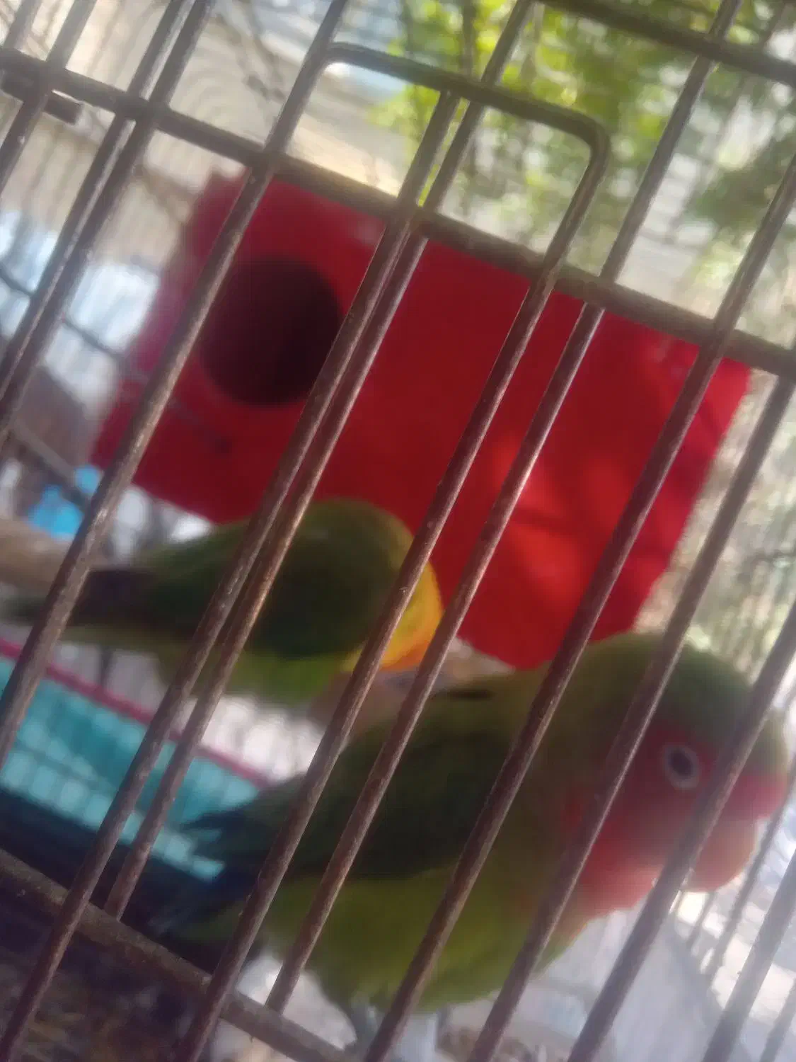 طوطی کتوله برزیلی|پرنده|شیراز, محراب|دیوار