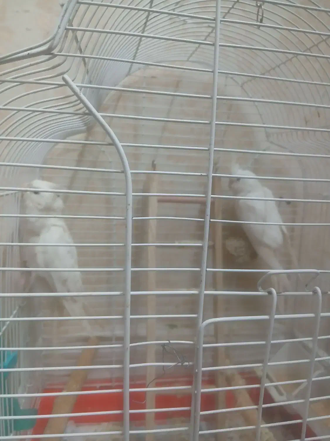 عروس هلندی آلبینیو|پرنده|مشهد, کارمندان دوم|دیوار