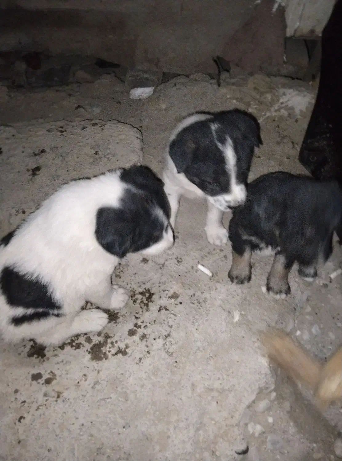 سگ توله|سگ|گلستان (تهران), |دیوار