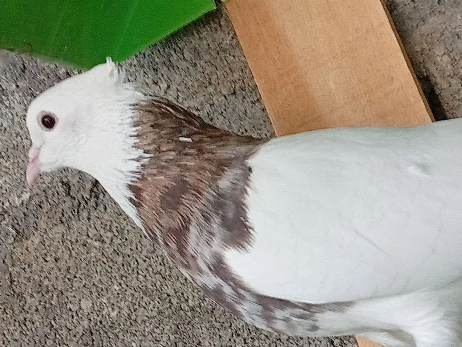 جفت طوقی اصیل|پرنده|خورموج, |دیوار