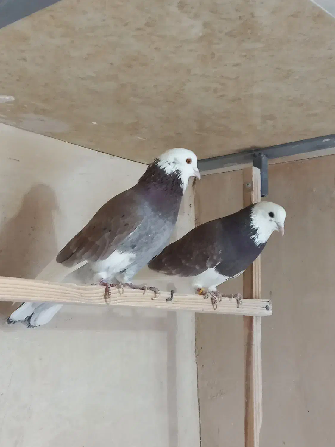 کبوتر پرشی|پرنده|معصومیه, |دیوار