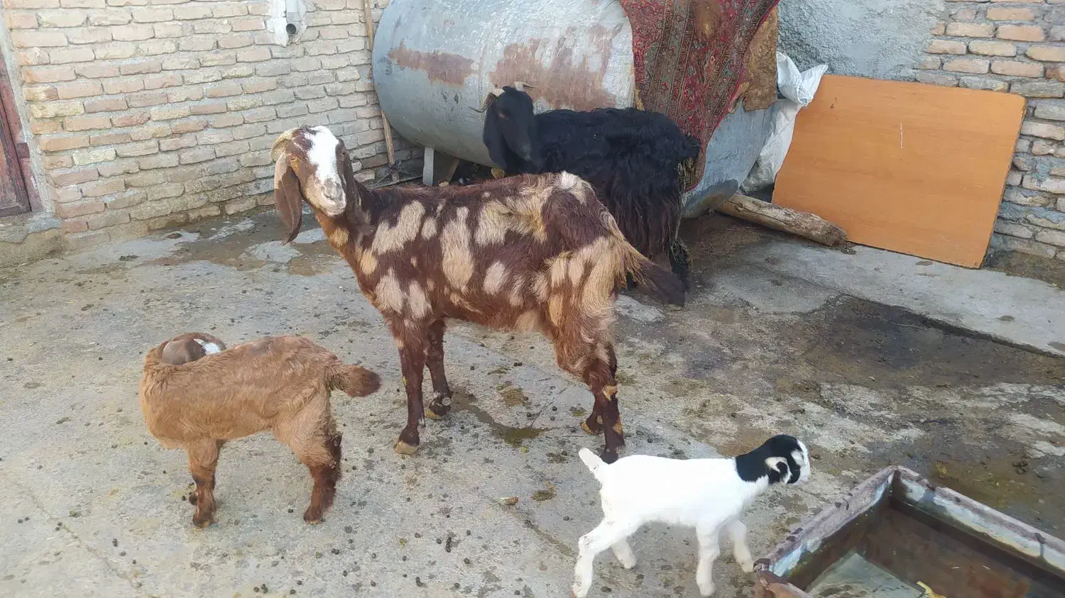 بزبزغاله|حیوانات مزرعه|کرمانشاه, |دیوار