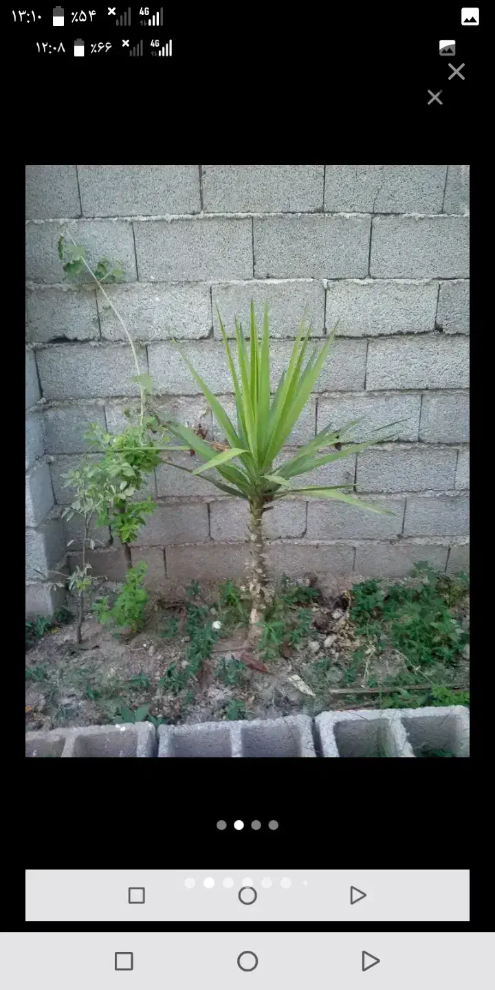 دوعدد یوکا|گل و گیاه طبیعی|رشت, لاکان|دیوار