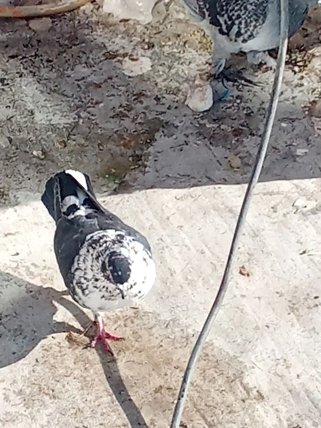 کبوتر گمشده|حیوانات|تبریز, |دیوار