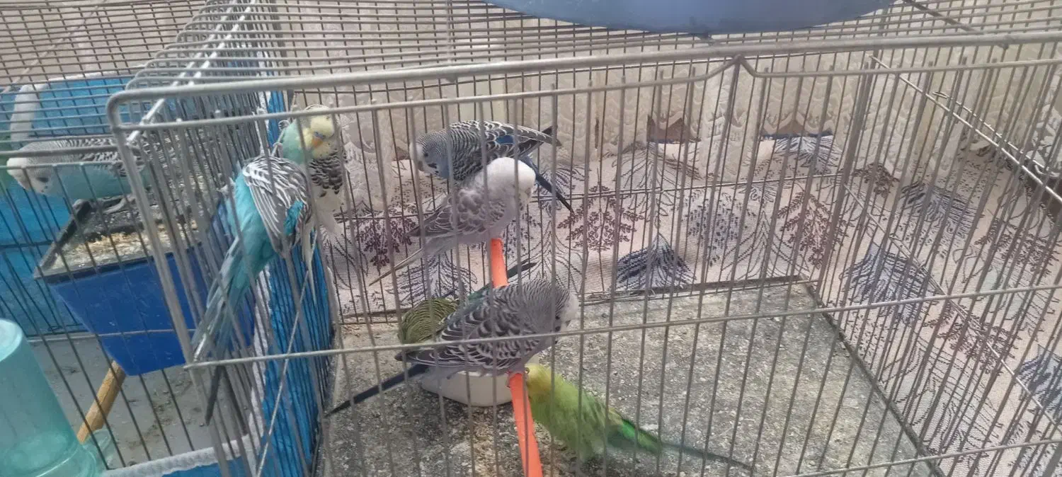 مرغ عشق|پرنده|بروجن, |دیوار