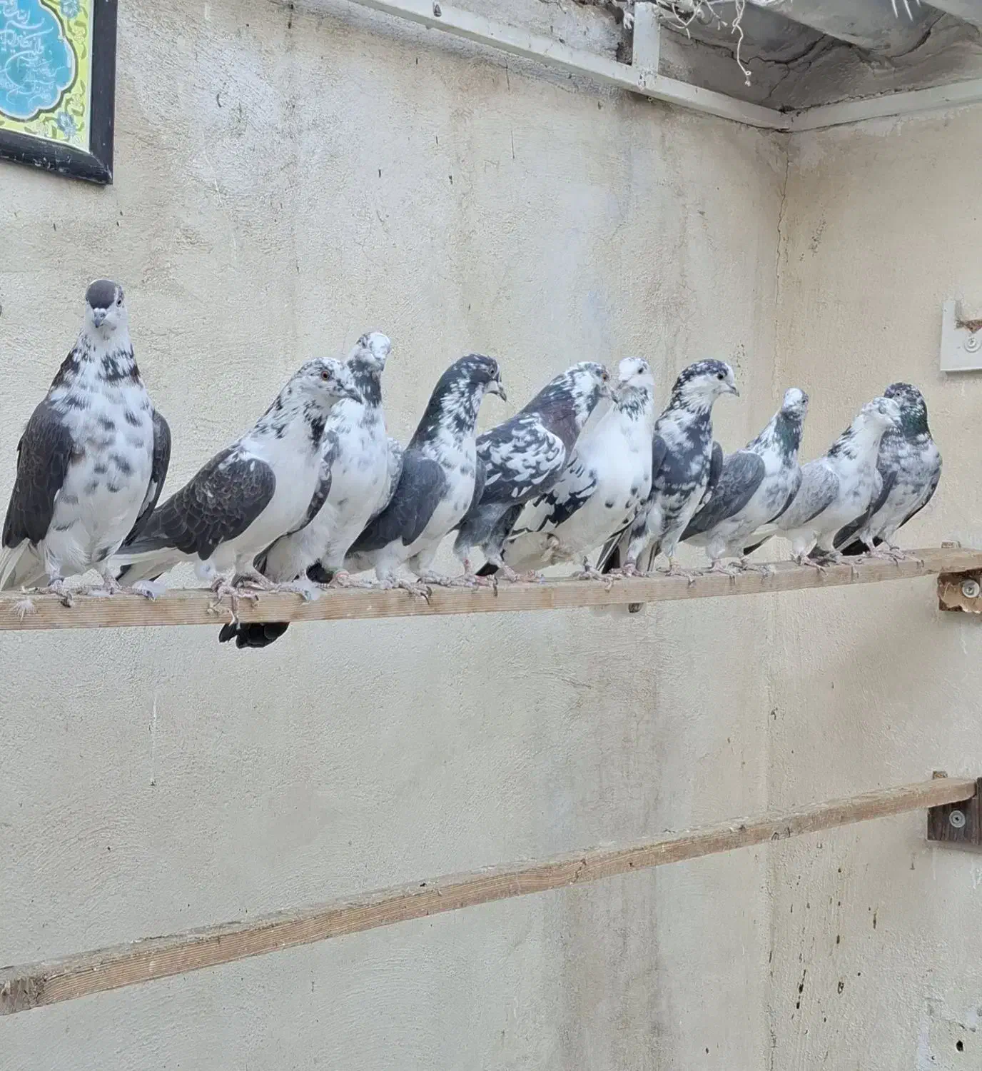 کفتر پرشی هوا میکنم بشنید زیرش|پرنده|تهران, دولاب|دیوار