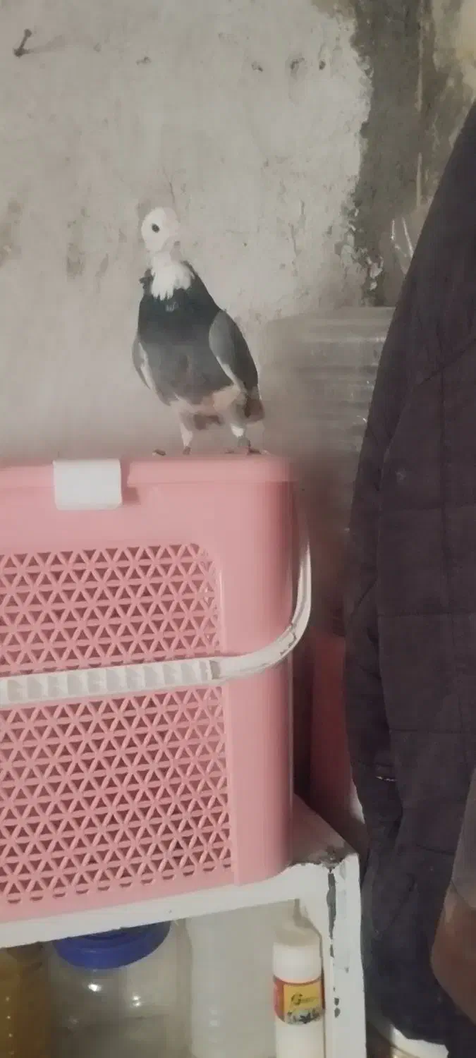 کفتر غریب|پرنده|زرین دشت (همدان), |دیوار