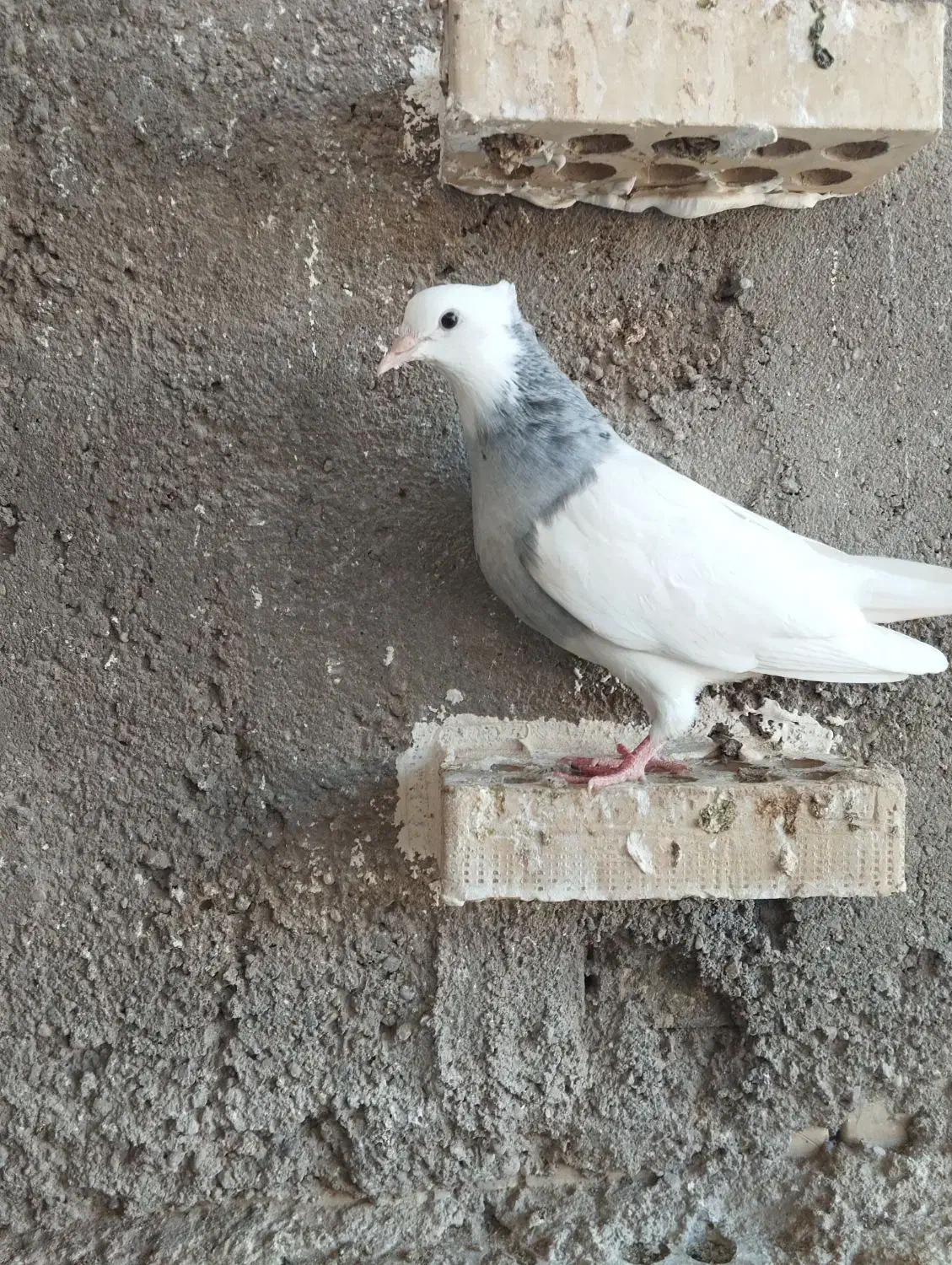 طوقی|پرنده|قم, باغ کرباسی|دیوار