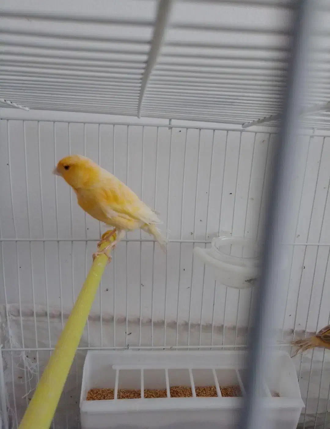 قناری و سهره|پرنده|کلیائی, |دیوار