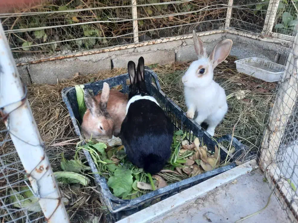 خرگوش دستی زیبا|موش و خرگوش|شوشتر, |دیوار