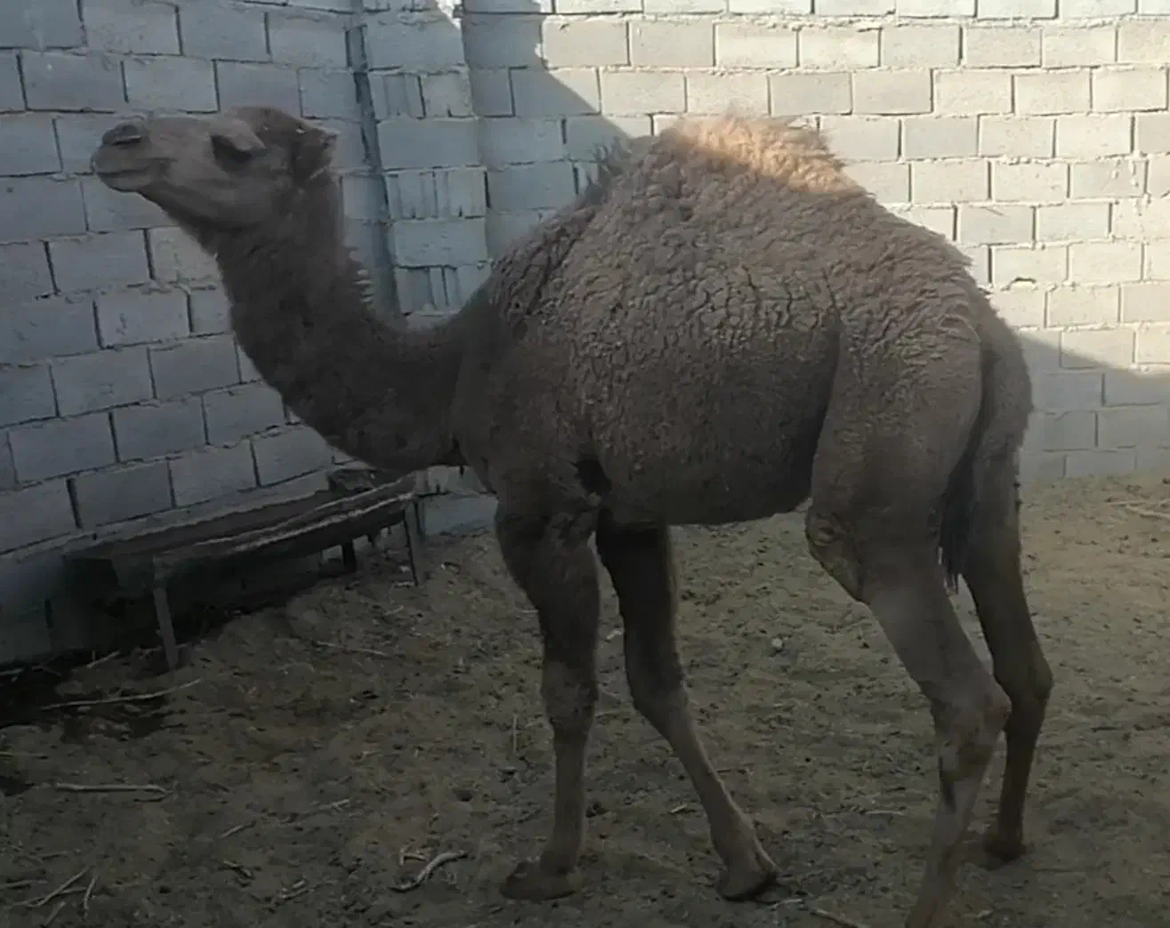 هاشین نر|حیوانات مزرعه|سرایان, |دیوار