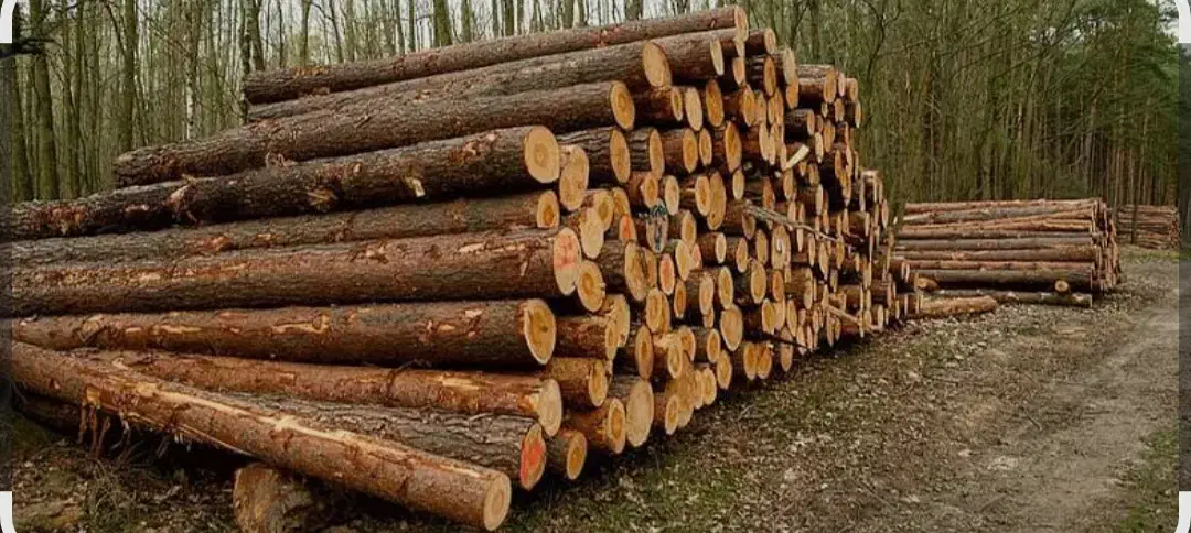 خریدچوب|خدمات باغبانی و درختکاری|بروجرد, |دیوار