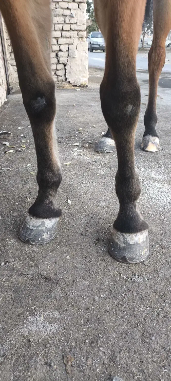 نعل بندی اسب|اسب و تجهیزات اسبسواری|نجفآباد, طالقانی|دیوار