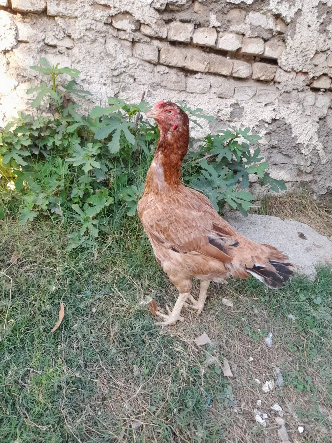 مرغ لاری نژاد افغان|حیوانات مزرعه|گرگان, |دیوار