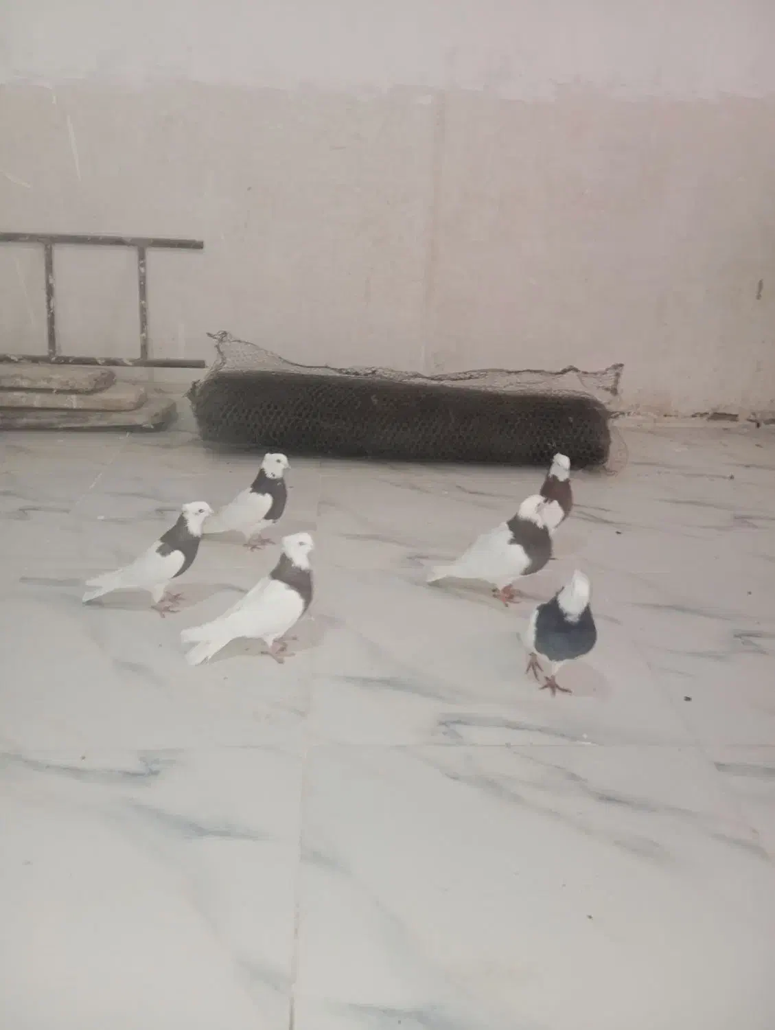 کبوتر کلفه|پرنده|اردبیل, |دیوار