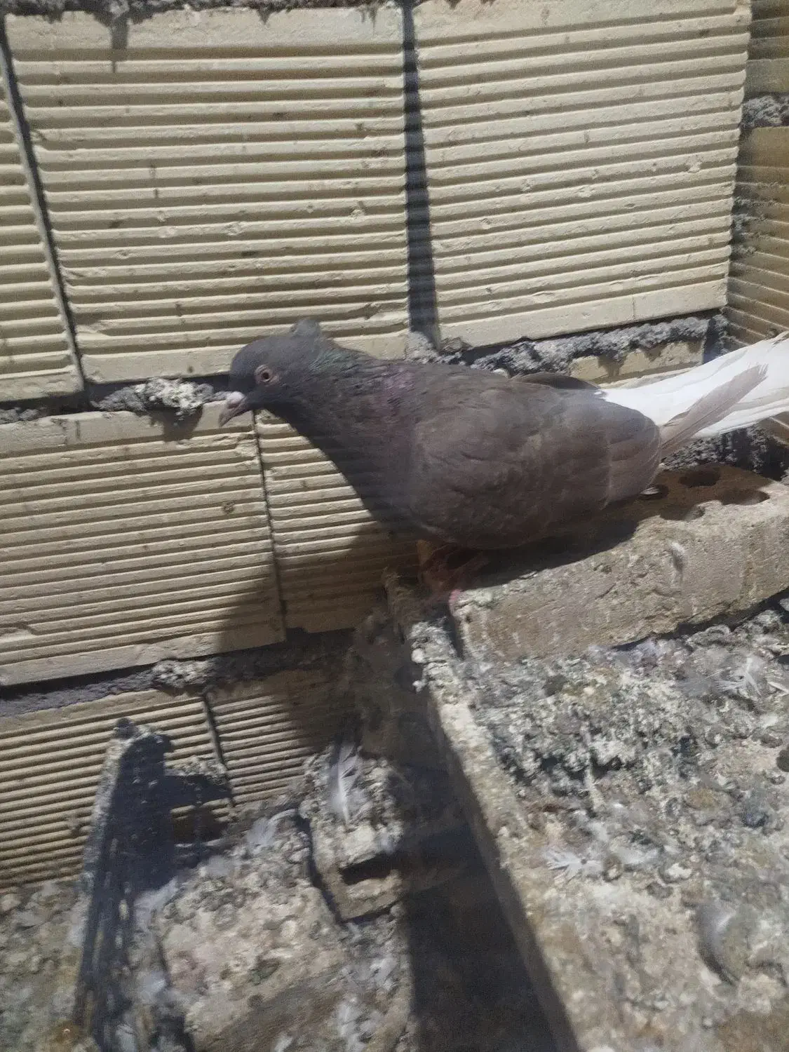 پرنده دم سفید ماده|پرنده|باوی, |دیوار