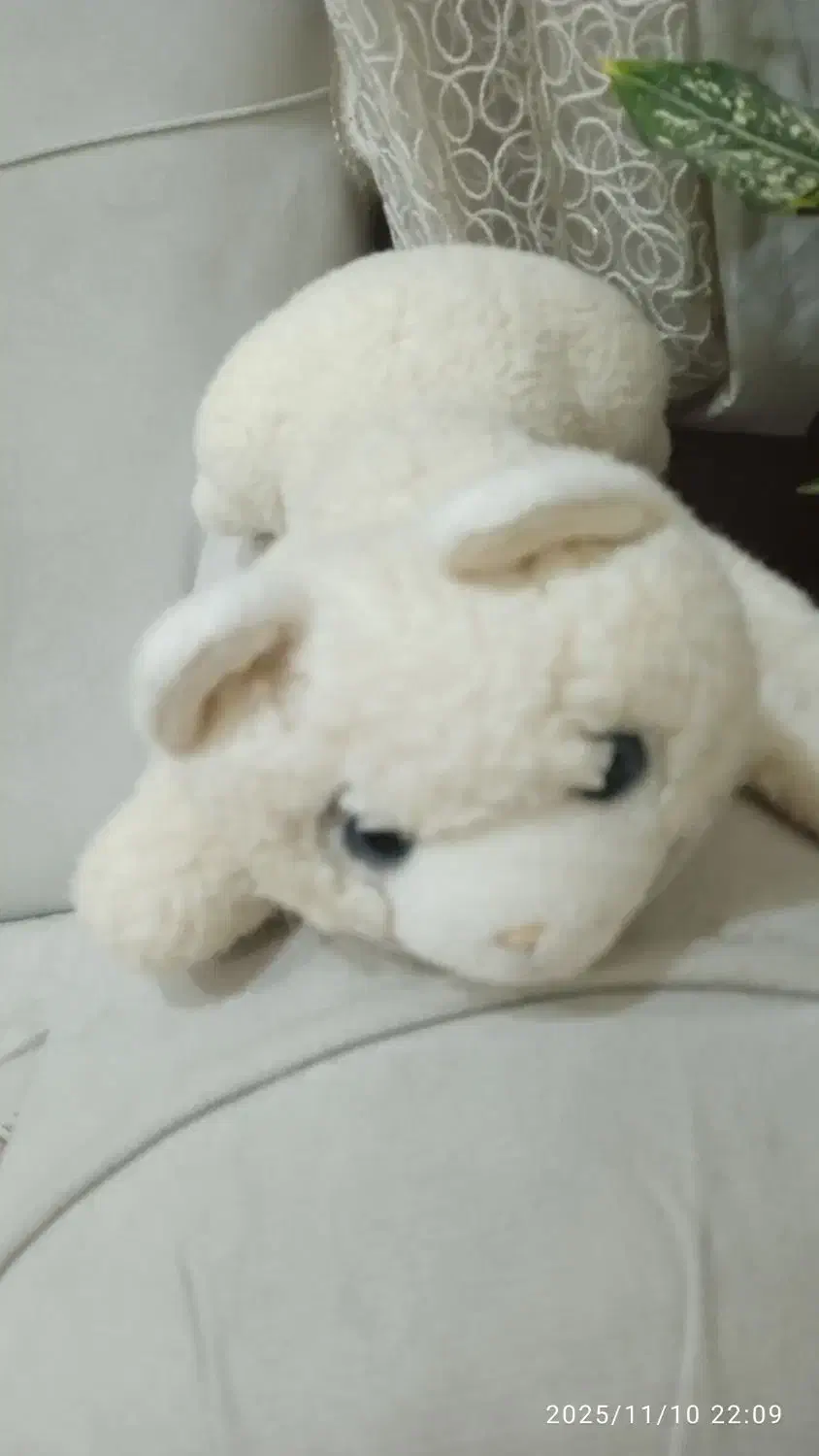 دوعدد عروسگ سگ و گربه پشمالو ۲۵۰|اسباب‌‌بازی|اهواز, کیان اباد|دیوار