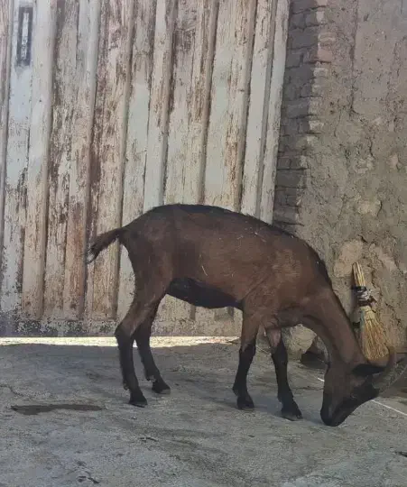 دو تا بز الپاین خالص|حیوانات مزرعه|رومشکان, |دیوار