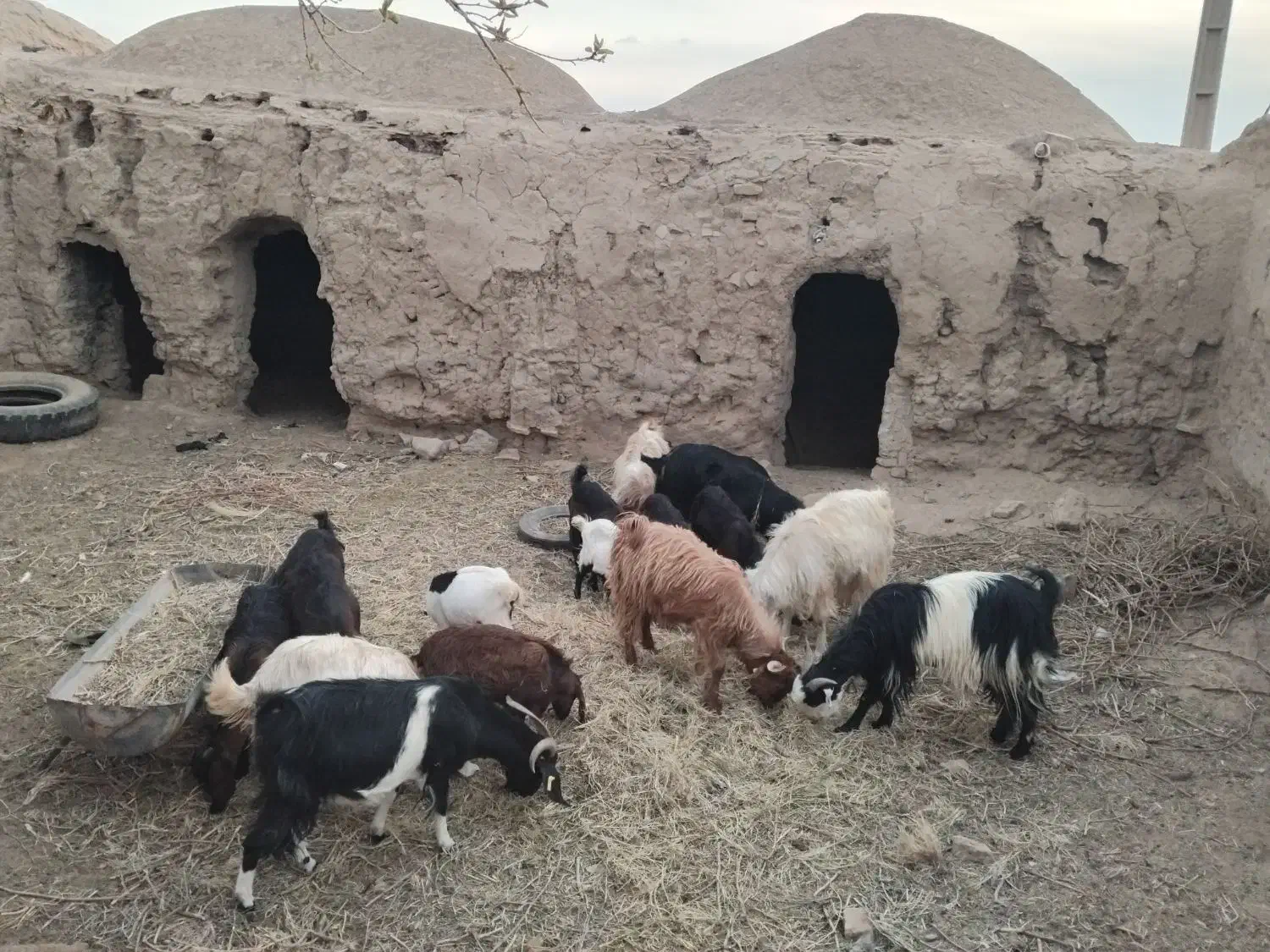 ۱۶ راس بز و بزغاله|حیوانات مزرعه|بردسکن, |دیوار