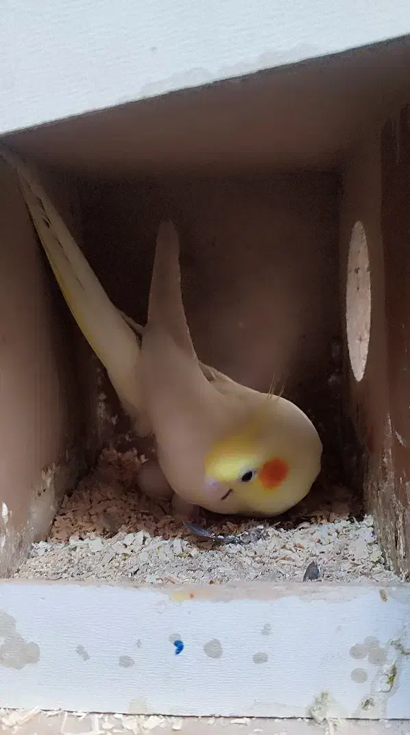 عروس هلندی جفت و دستی و رام شده|پرنده|قدس, شهر‌قدس|دیوار