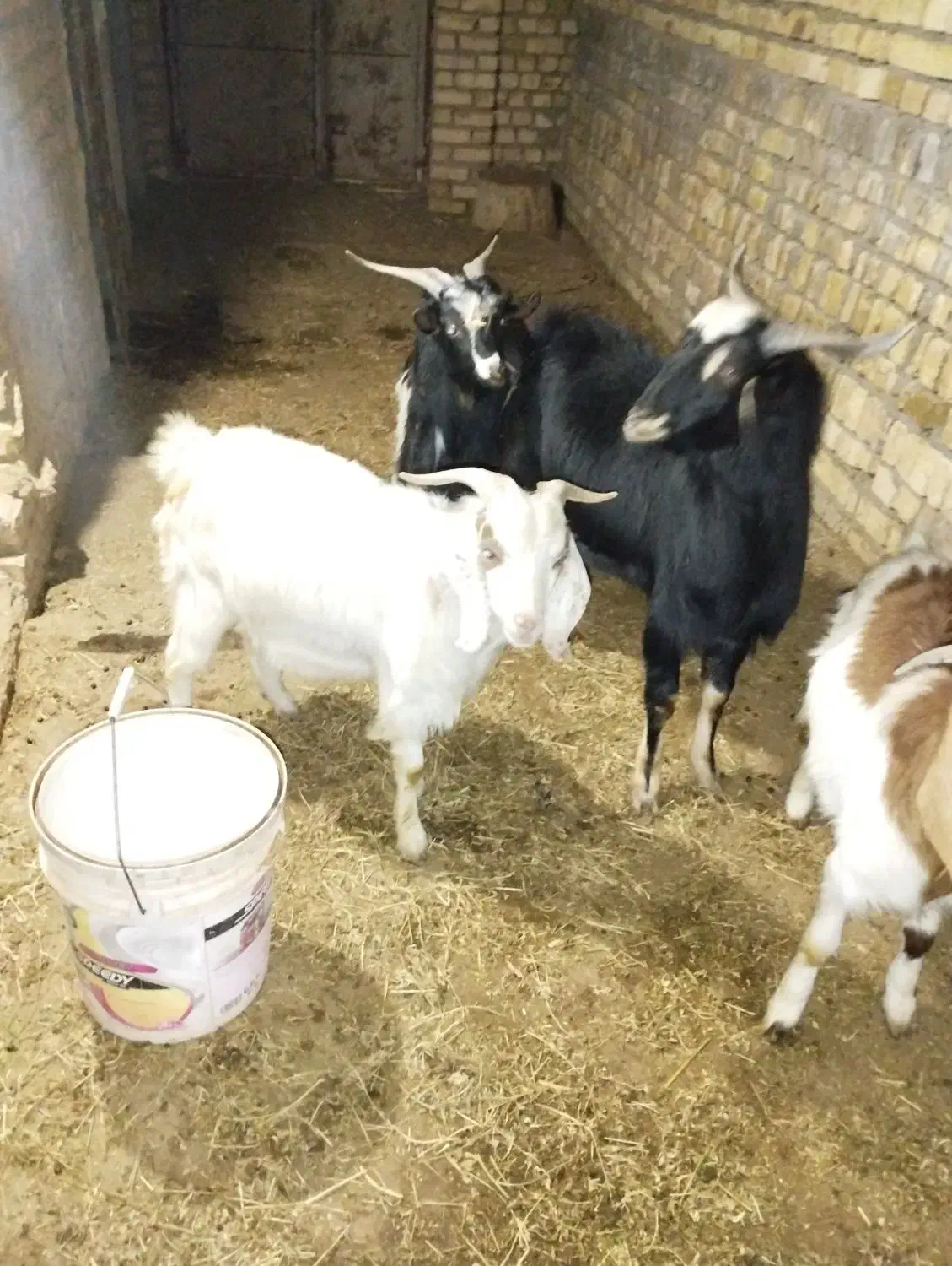 بزغاله نر.|حیوانات مزرعه|شال, |دیوار