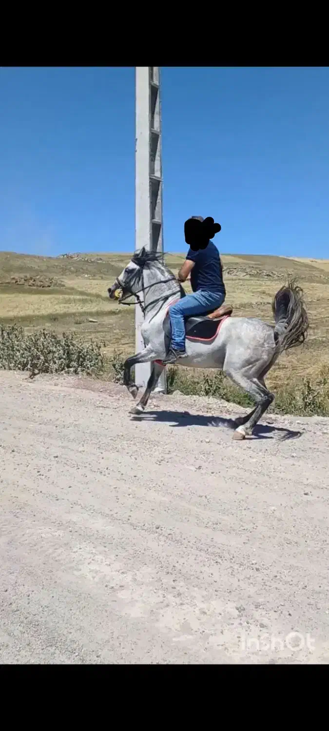 اسب کرد با شجره نوه کامران قدیری|اسب و تجهیزات اسب‌سواری|مشگین شهر, |دیوار