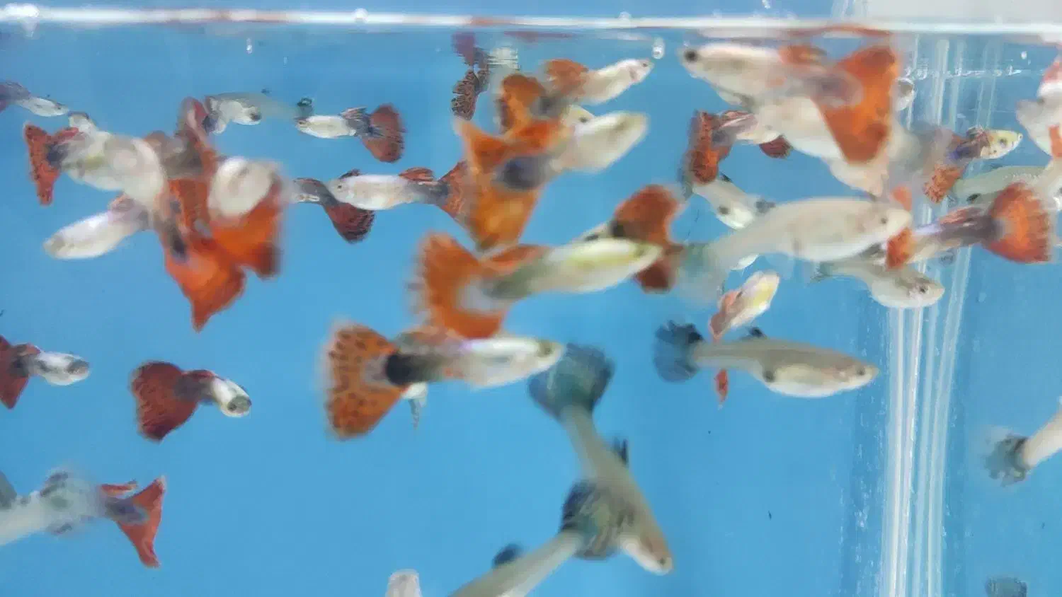 گوپی آنجل کالر زبرا لجن خوار|ماهی|قزوین, |دیوار