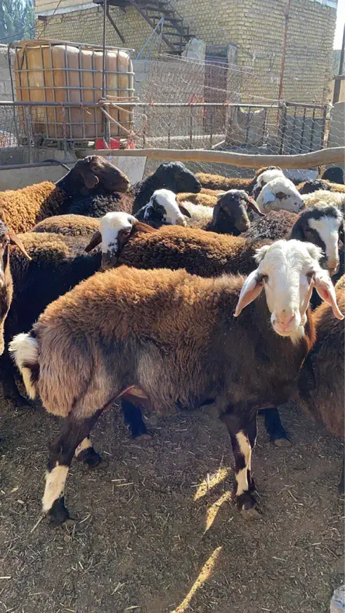 بره نر کشتاری|حیوانات مزرعه|هشتگرد, هشتگرد قدیم|دیوار